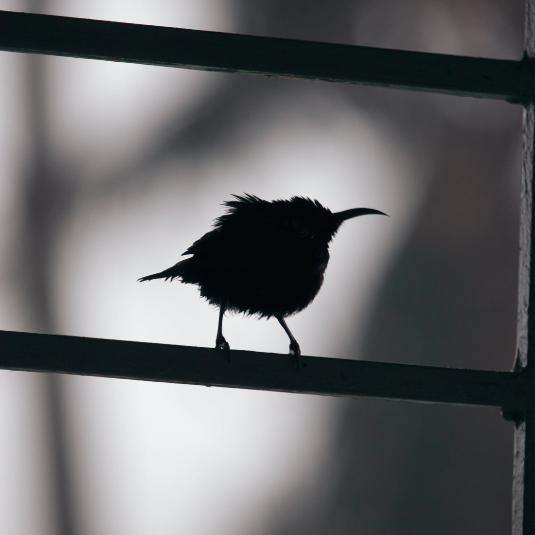 The Most Fascinating Types of Birds