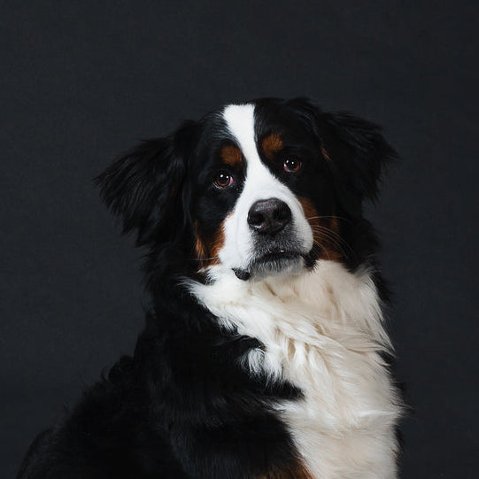 The Science Behind Dog Behavior: Surprising Facts and Statistics
